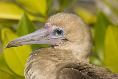 Red Footed Booby Tower Island 05