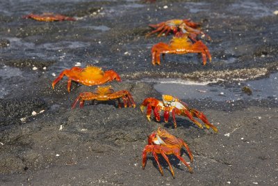 Sally Lightfoot Crab Fernandina