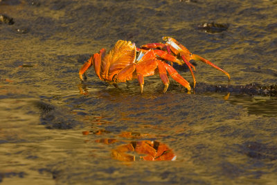 Sally Lightfoot Crab Bartolome