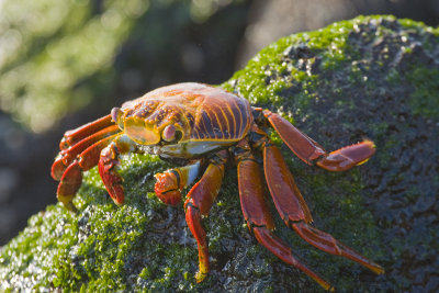 Sally Lightfoot Crab Las Bachas Beach