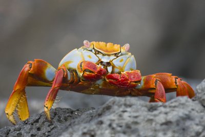 Sally Lightfoot Crab Santiago