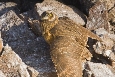 Short-Eared Owl Tower 01