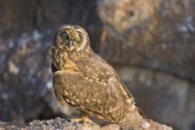 Short-Eared Owl Tower 02