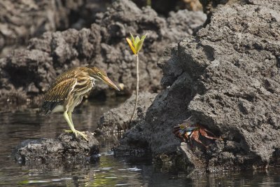 Striated Heron Isabela