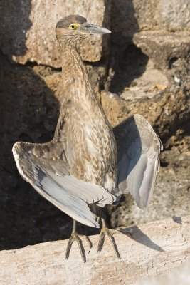 Yellow-Crowned Night Heron Tower