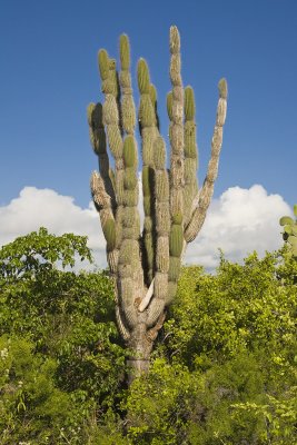 Candleabra Cactus Santa Cruz Highlands