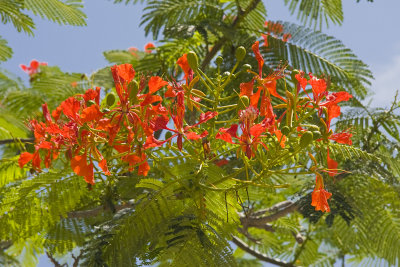 Flora on Santa Cruz