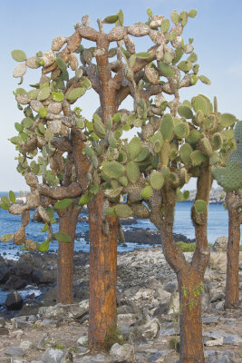 Prickly Pear Cactus Trees Santa Fe Island