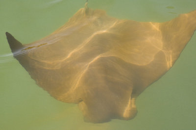 Mustard Ray in Mangrove Lagoon, Santa Cruz