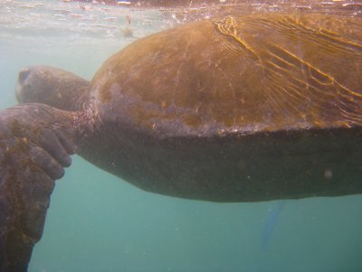 Sea Turtle off Punta Vicente Roca, Isabela