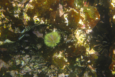Sea Urchin at Sullivan Bay, Santiago