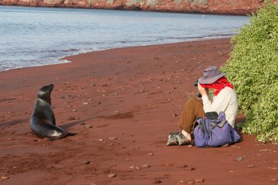 Tom Taking a Sea Lion's Portrait on Rabida