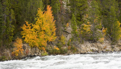 Fall Color Along the Yellowstone River