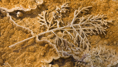 Submerged Branch Covered With Bacterial Mat