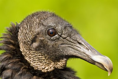 Black Vulture Portrait