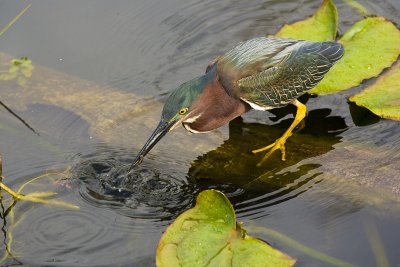 Green Heron Fishing 01