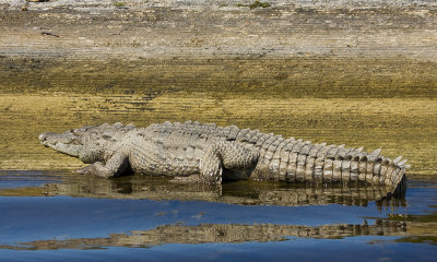 Saltwater Crocodile on Boat Ramp