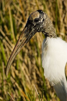 Wood Stork Portrait