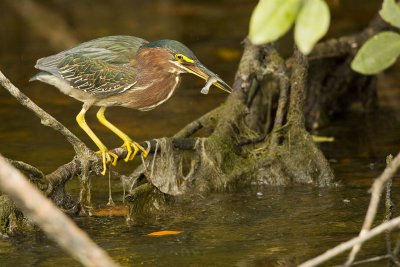 Green Heron with Fish