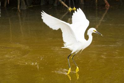 Snowy Egret Catching Fish 02