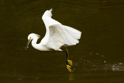 Snowy Egret Catching Fish 01