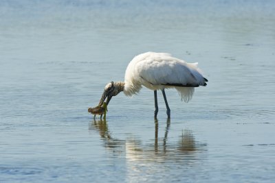Wood Stork with Fish
