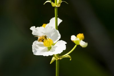 Bee on Wildflower at Corkscrew