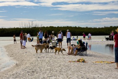 Sunny Socializing at Dog Beach