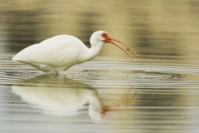 White Ibis with Small Crab