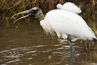 Wood Stork with Two Small Fish
