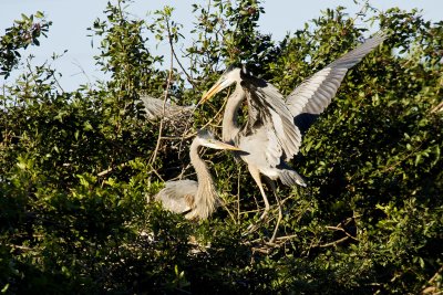 Great Blue Herons Nest Building