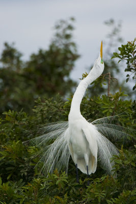 Venice Rookery