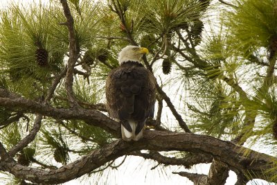 Bald Eagle Guarding Nest