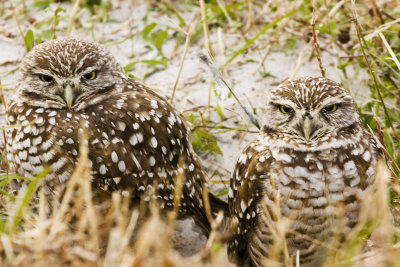 Burrowing Owl Pair 01