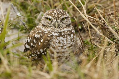 Burrowing Owl