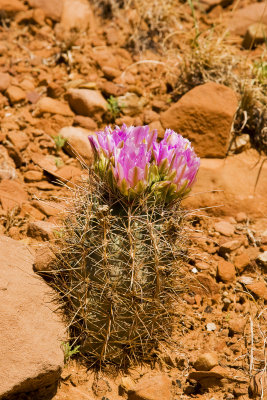 Canyonlands Cactus in Bloom