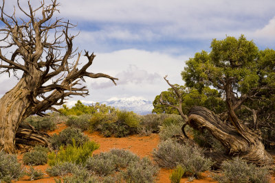 Twisted Juniper and La Sal Mountains