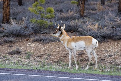 Pronghorn on Roadside