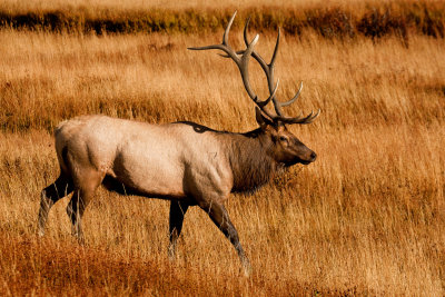 Bull Elk Crossing Meadow in Moraine Park