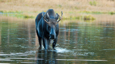 Young Bull Moose Coming to Check Out the Photographer