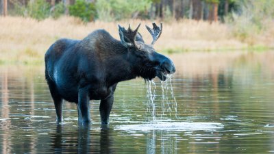 Young Bull Moose Grazing in Lake