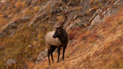 Bull Elk Near Alpine Visitor Center