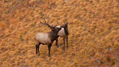 Bull Elk with Interested Female