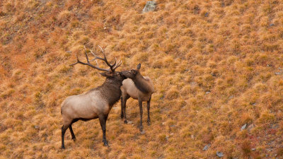 Some Elk Courtship