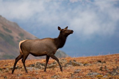Elk Cow Moving Across Tundra