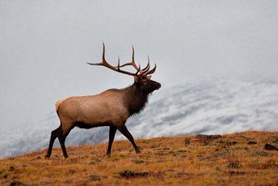 Bull Elk Following His Harem