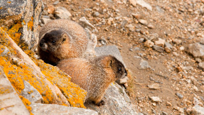 Yellow-bellied Marmots Outside Their Den
