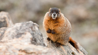 Yellow-bellied Marmot Posing