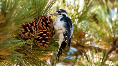 Woodpecker in Pine Tree