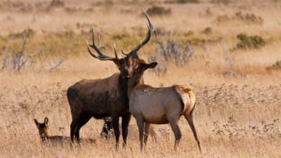 Bull Elk Courtship
